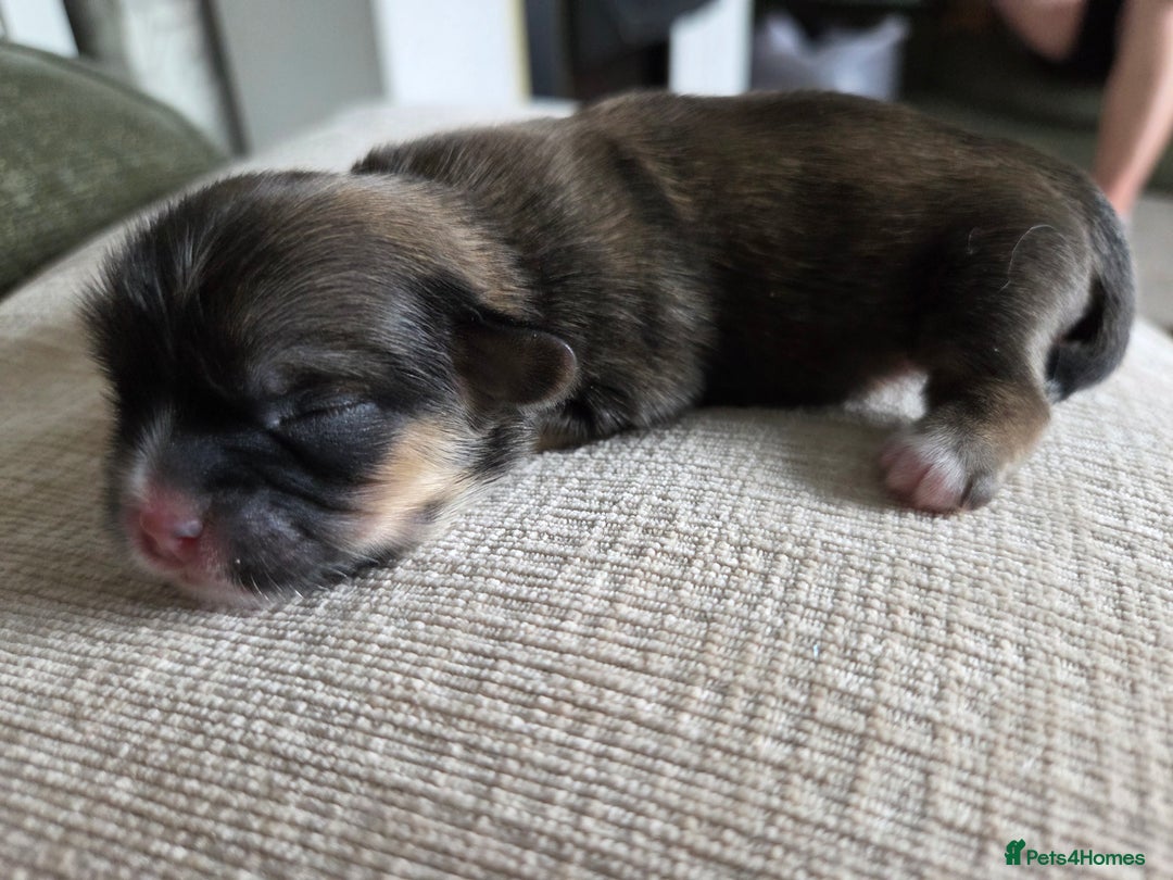 Shih Tzu dogs for sale: Shih tzu puppies  - Image 4