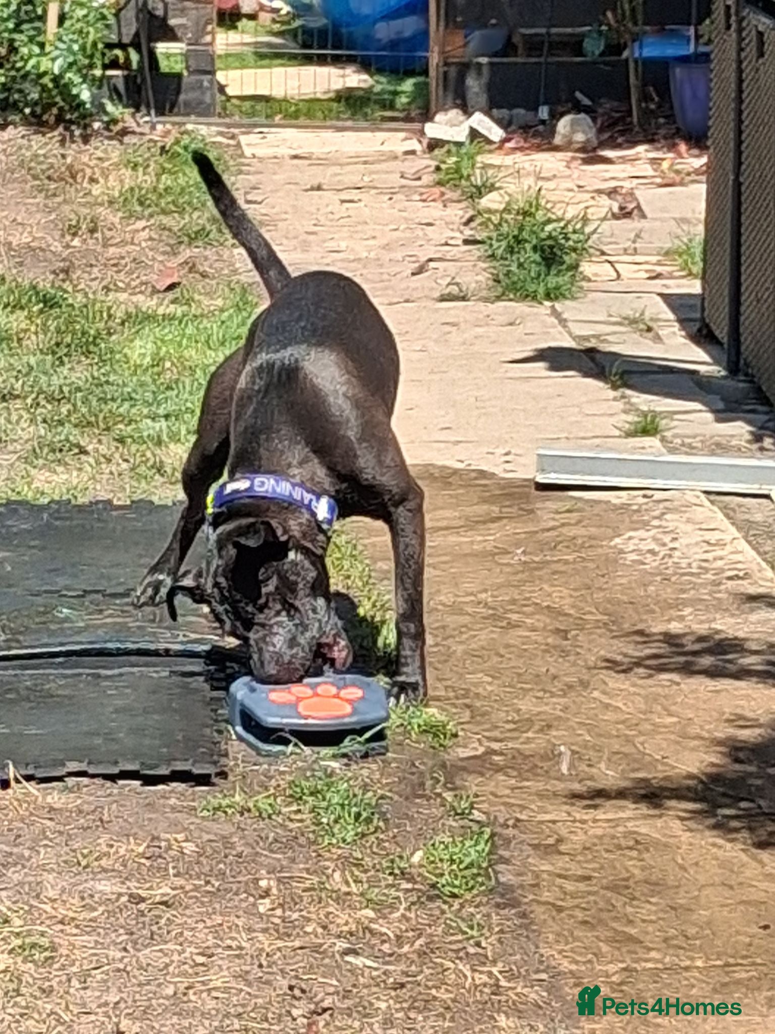 Mixed Breed dogs tyson was previously storm - Advert 1
