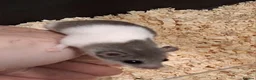 Mouse rodents for sale: Baby Pied African Door Mice  - Advert 9