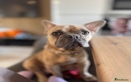 French Bulldog dogs for sale: French Bulldog Puppies – 2 Boys   - Image 8