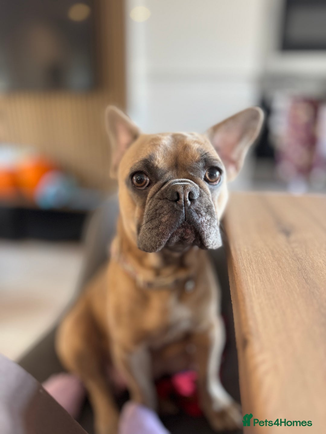 French Bulldog dogs for sale: French Bulldog Puppies – 2 Boys   - Image 8