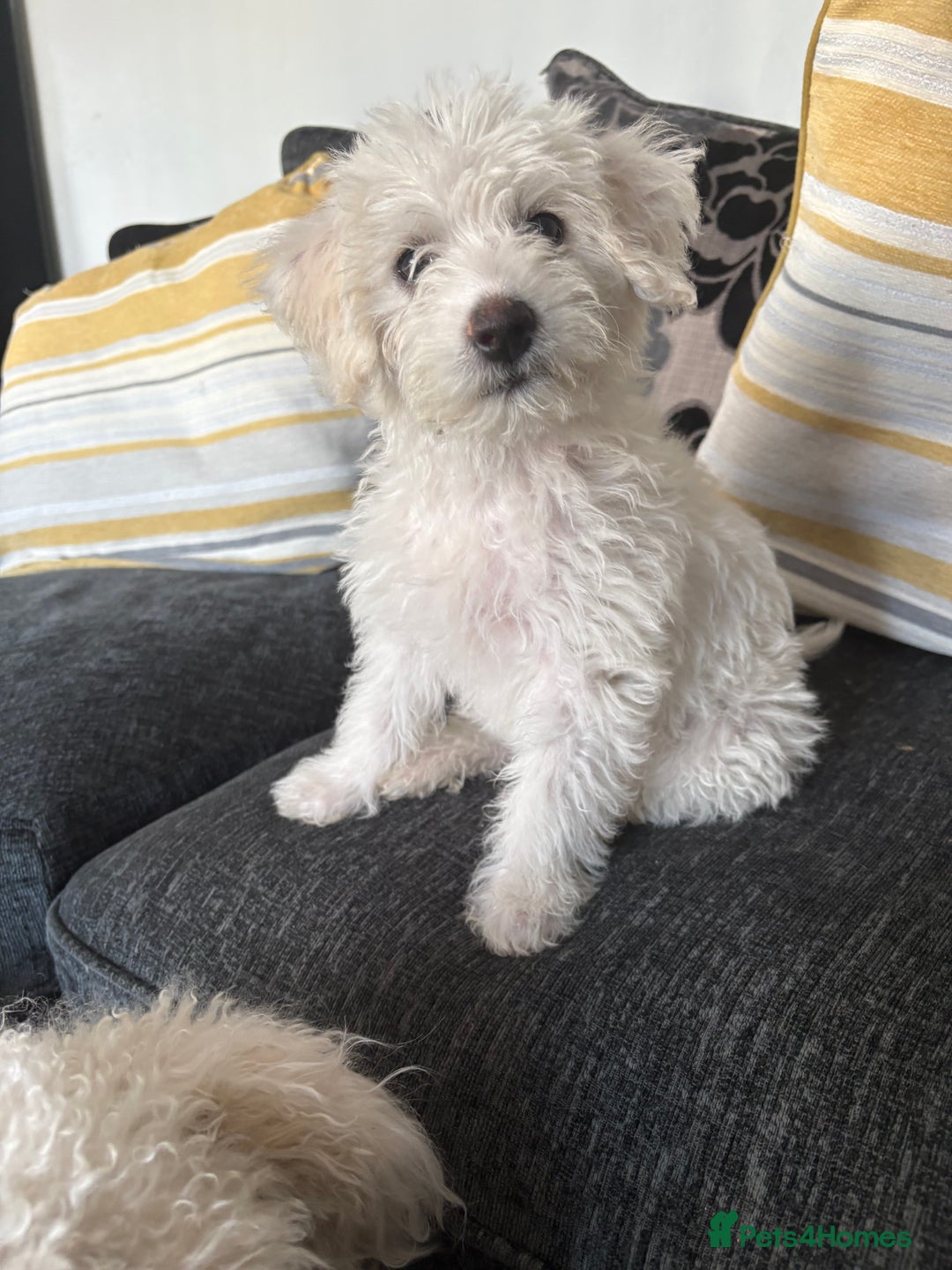 Mixed Breed dogs for sale: Yorkie bichon X bichon frise - Image 10