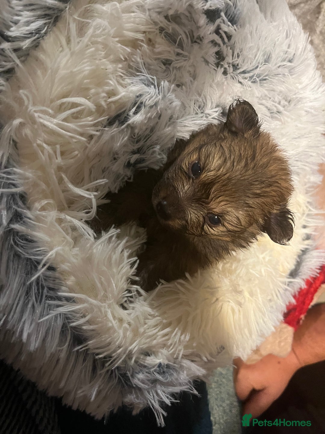 Pomeranian dogs for stud: Kensesqui Mighty Hercules aka Bear for stud  - Advert 3