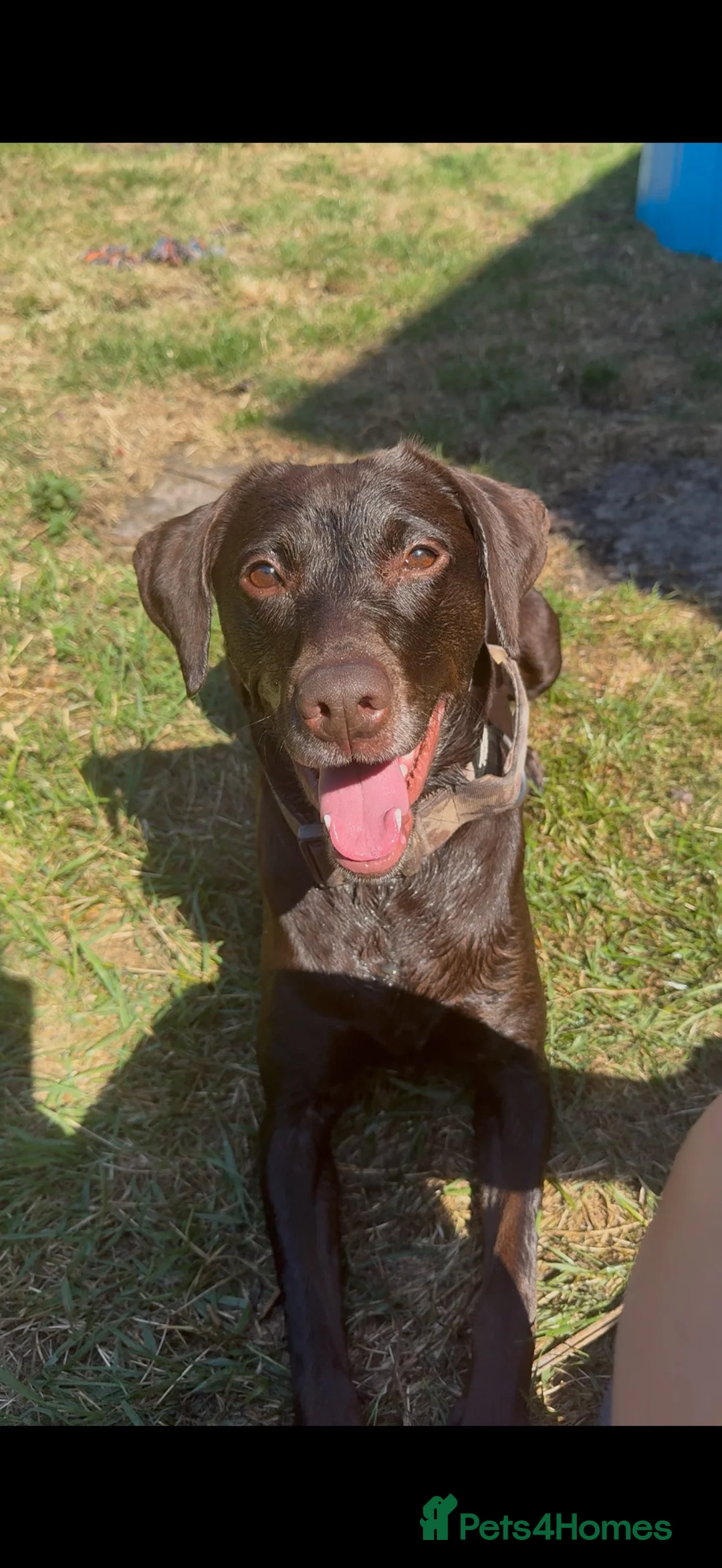 Mixed Breed dogs for sale: Doberman cross Labrador in Penzance - Advert 2