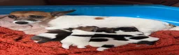 Jack Russell dogs for sale: Beautiful Jack Russell pups  - Advert 6