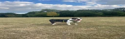 Olde English Bulldogge dogs for stud: Olde English Bulldog - Big Frankie - Advert 4