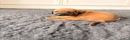 Rhodesian Ridgeback dogs for sale: Premium KC Registered Rhodesian Ridgeback Puppies  - Advert 7