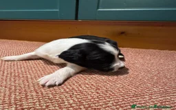 Sprollie dogs for sale: 3 beautiful sprollie pups - Image 10