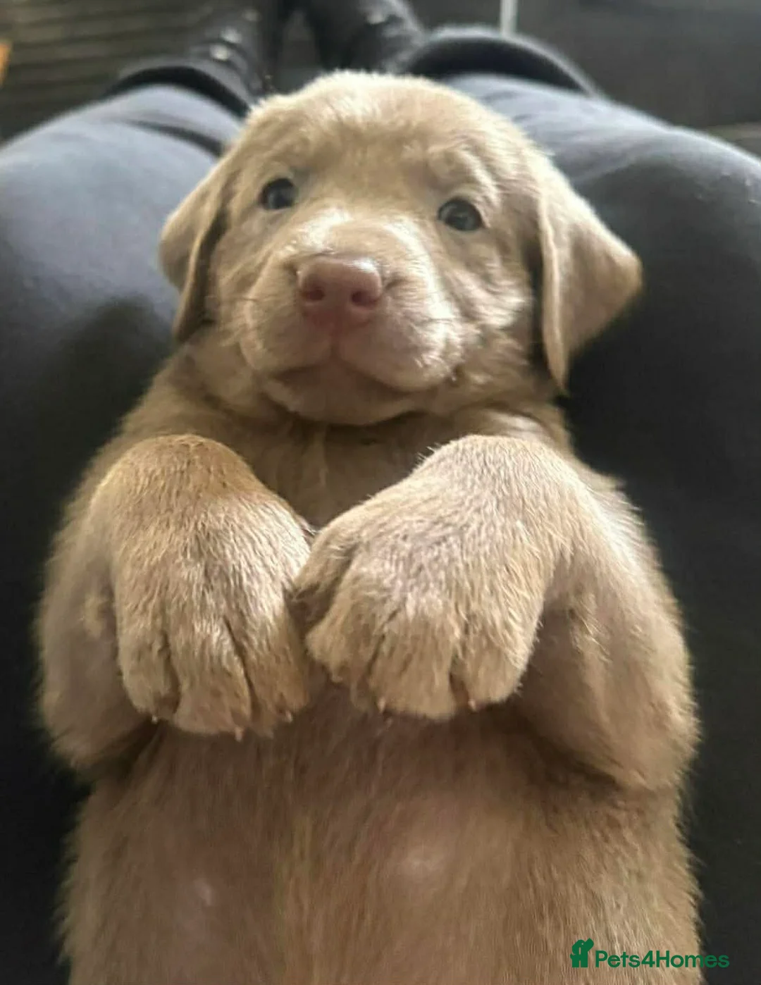 Labrador Retriever dogs for sale: Kc registered silver labrador puppies  in Mansfield - Advert 2