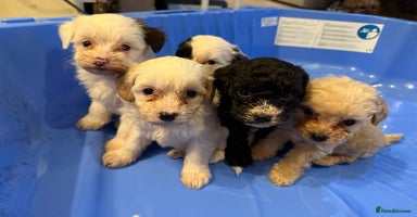 Cockapoo dogs - Advert 2