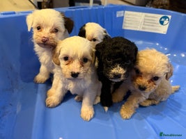 Cockapoo dogs - Advert 2