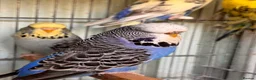 Budgerigars birds for sale: English budgies - Advert 4