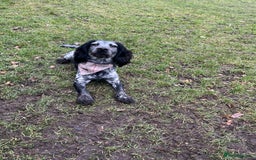 Cocker Spaniel dogs for stud: Stud cocker spaniel - Image 3
