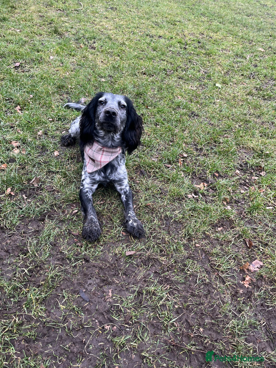 Cocker Spaniel dogs for stud: Stud cocker spaniel - Image 3