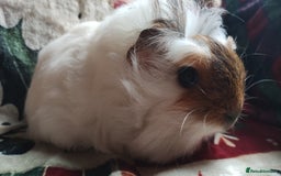 Guinea Pig rodents for sale: Very cute pair of boy guinea pigs ready now  - Advert 4