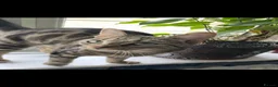 American Shorthair cats for sale: American short hairs ready to go  in Southampton - Advert 8