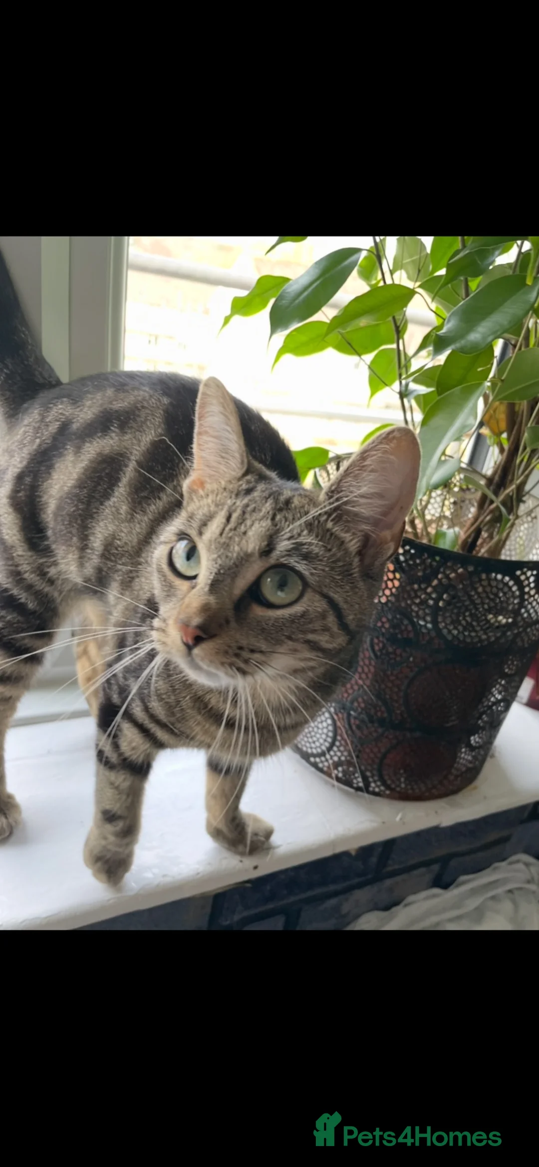 American Shorthair cats for sale: American short hairs ready to go  in Southampton - Advert 8