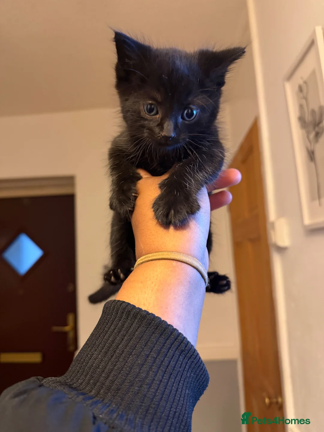 Mixed Breed cats for sale: 2 Mixed Breed Kittens for sale. - Advert 2