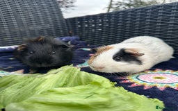 Guinea Pig rodents for sale: LOTS OF GUINEA PIGS FOR SALE 💗 - Image 25
