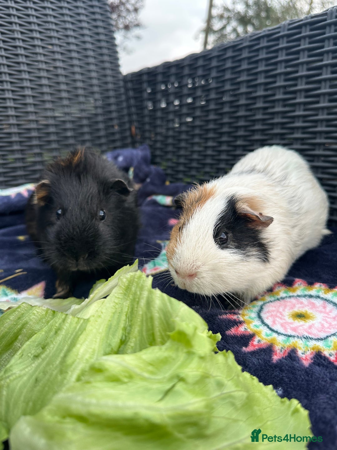 Guinea Pig rodents for sale: LOTS OF GUINEA PIGS FOR SALE 💗 - Image 25