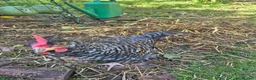 Chickens poultry for sale: Superb Male Chicks For Rehoming. in Dorchester - Advert 3