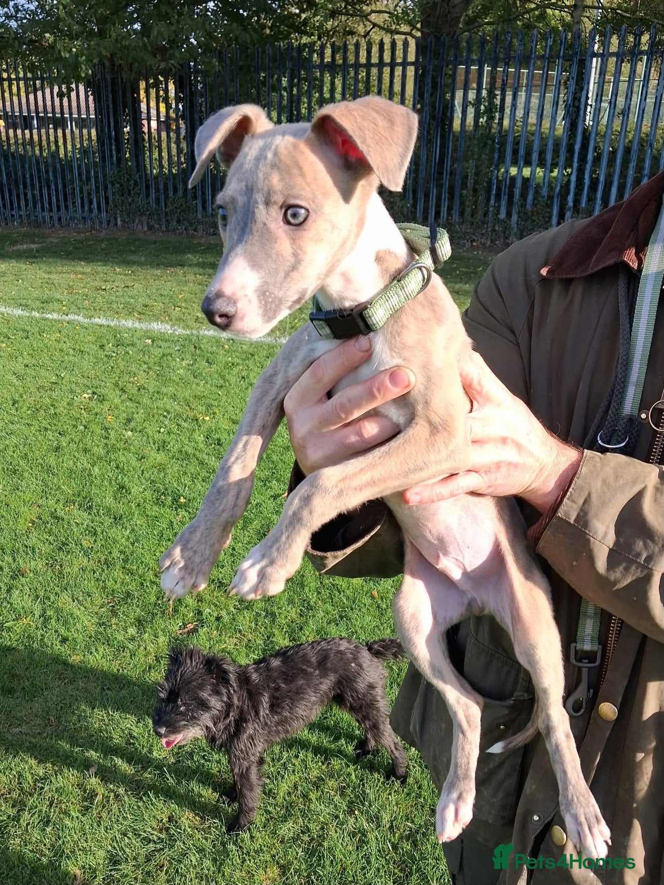 Whippet dogs Exceptional litter of KC whippets - Advert 6