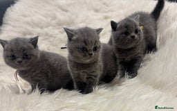 British Shorthair cats for sale: 🩶Adorable & chunky GCCF Bsh kittens🩶 - Image 6