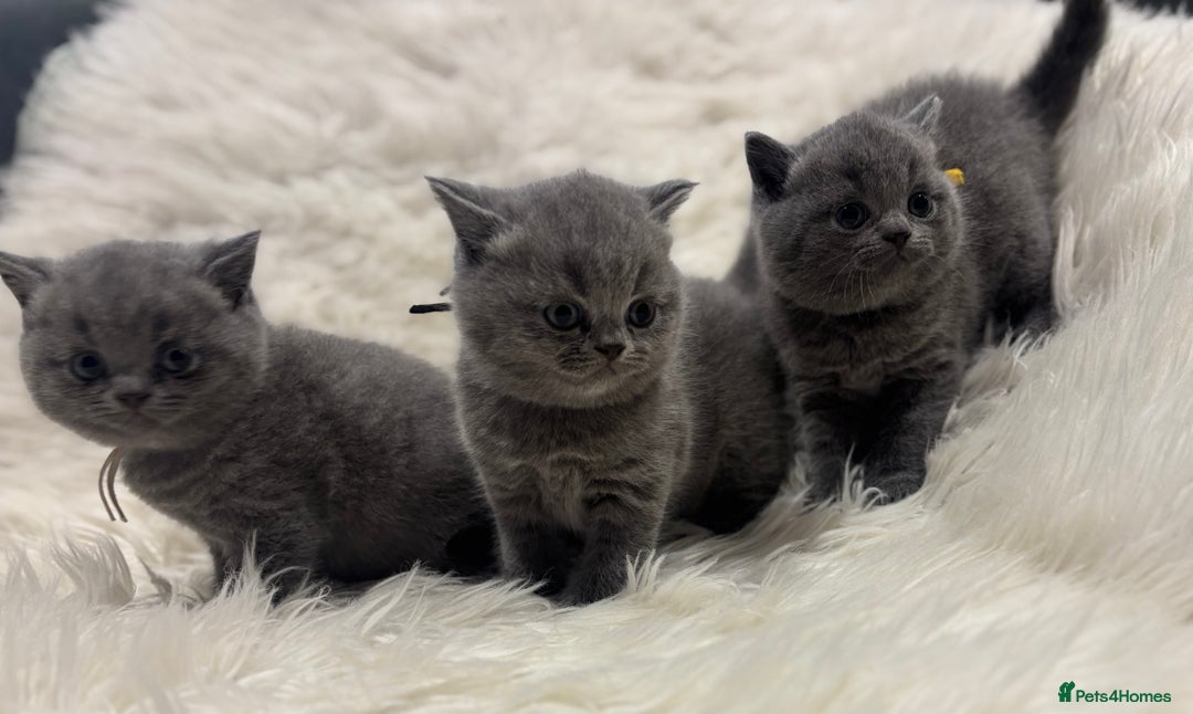 British Shorthair cats for sale: 🩶Adorable & chunky GCCF Bsh kittens🩶 - Image 6