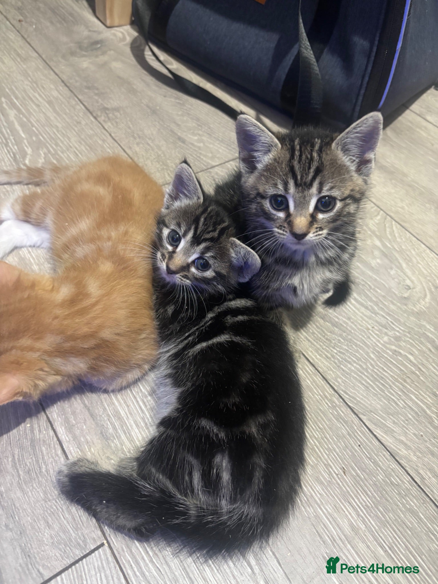 Mixed Breed cats 5 Beautiful Tabby Mixed Kittens  - Advert 1