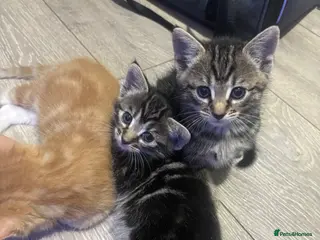 Mixed Breed cats 5 Beautiful Tabby Mixed Kittens - Advert 10