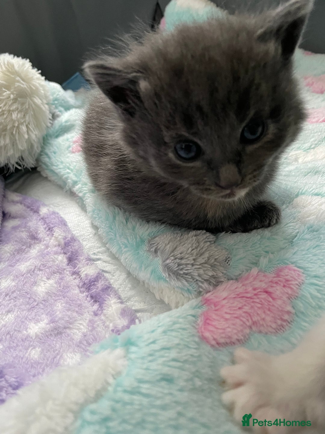 Domestic Shorthair cats for sale: Four kittens, 4 weeks old - Image 13