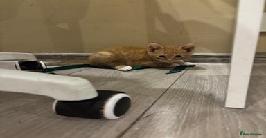 Mixed Breed cats - Advert 6