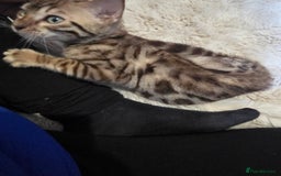 Bengal cats for sale:  1 stunning male bengal kitten  - Image 2