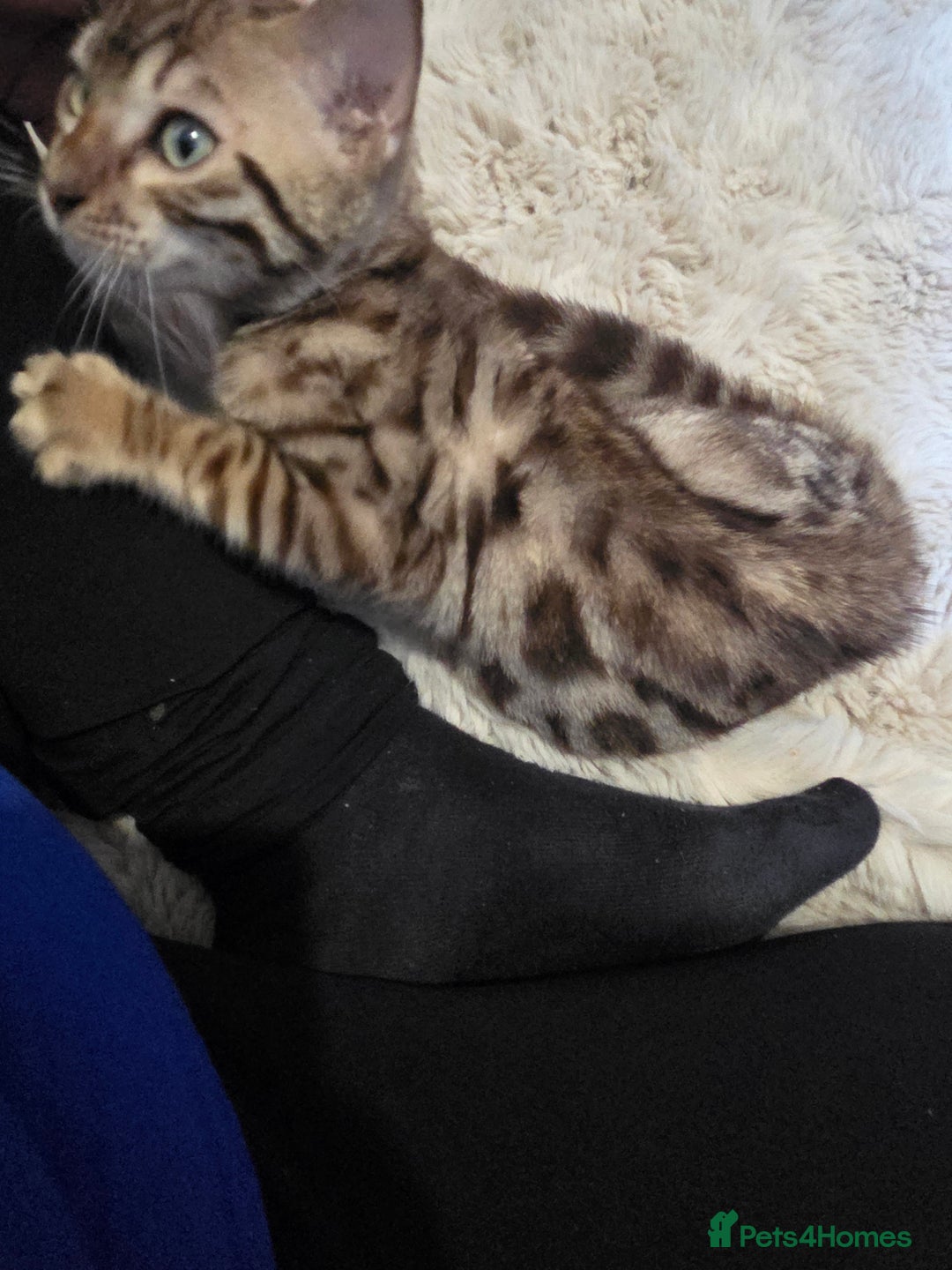 Bengal cats for sale:  1 stunning male bengal kitten  - Image 2