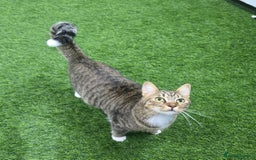 Mixed Breed cats for adoption: [Indoors Only] Lovely & affectionate Cuddlebugs - Image 3