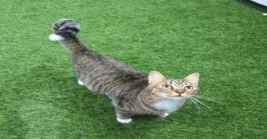 Mixed Breed cats - Advert 3