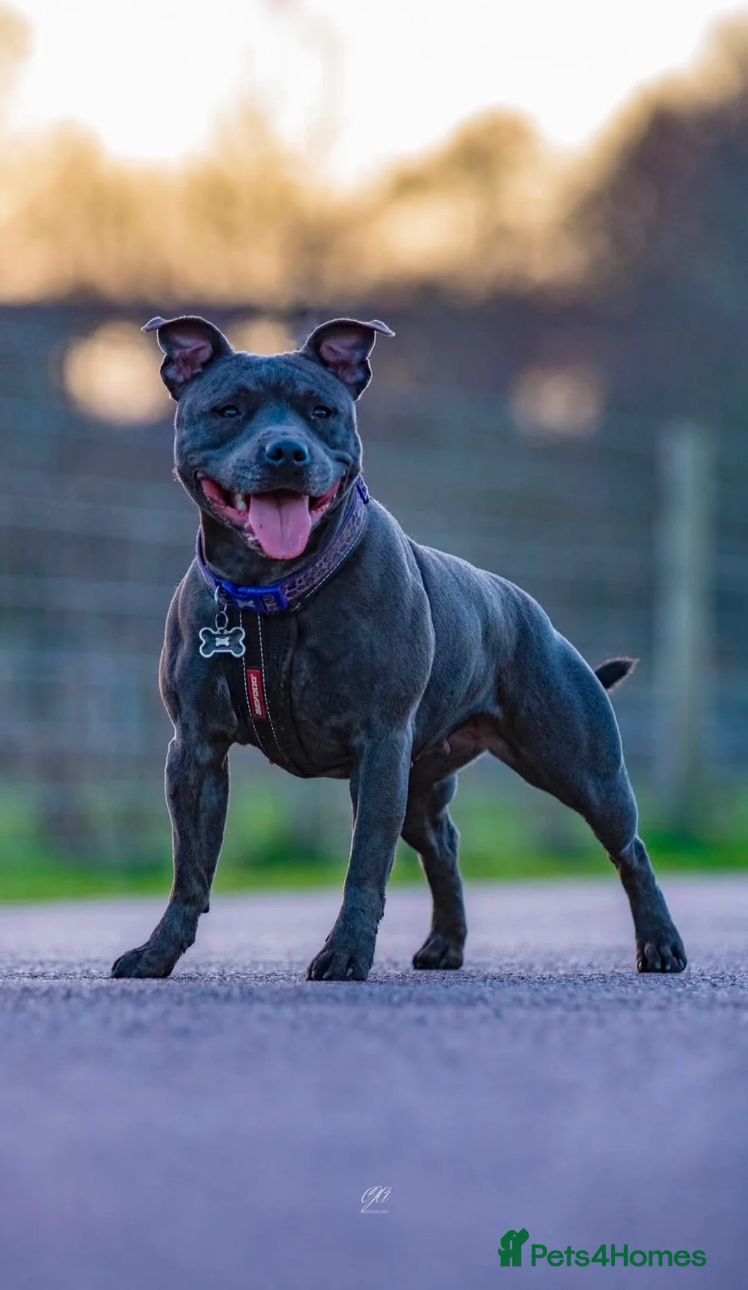 Staffordshire Bull Terrier dogs for sale: Amazing Staffordshire bull terrier litter!  in Welwyn Garden City - Advert 38