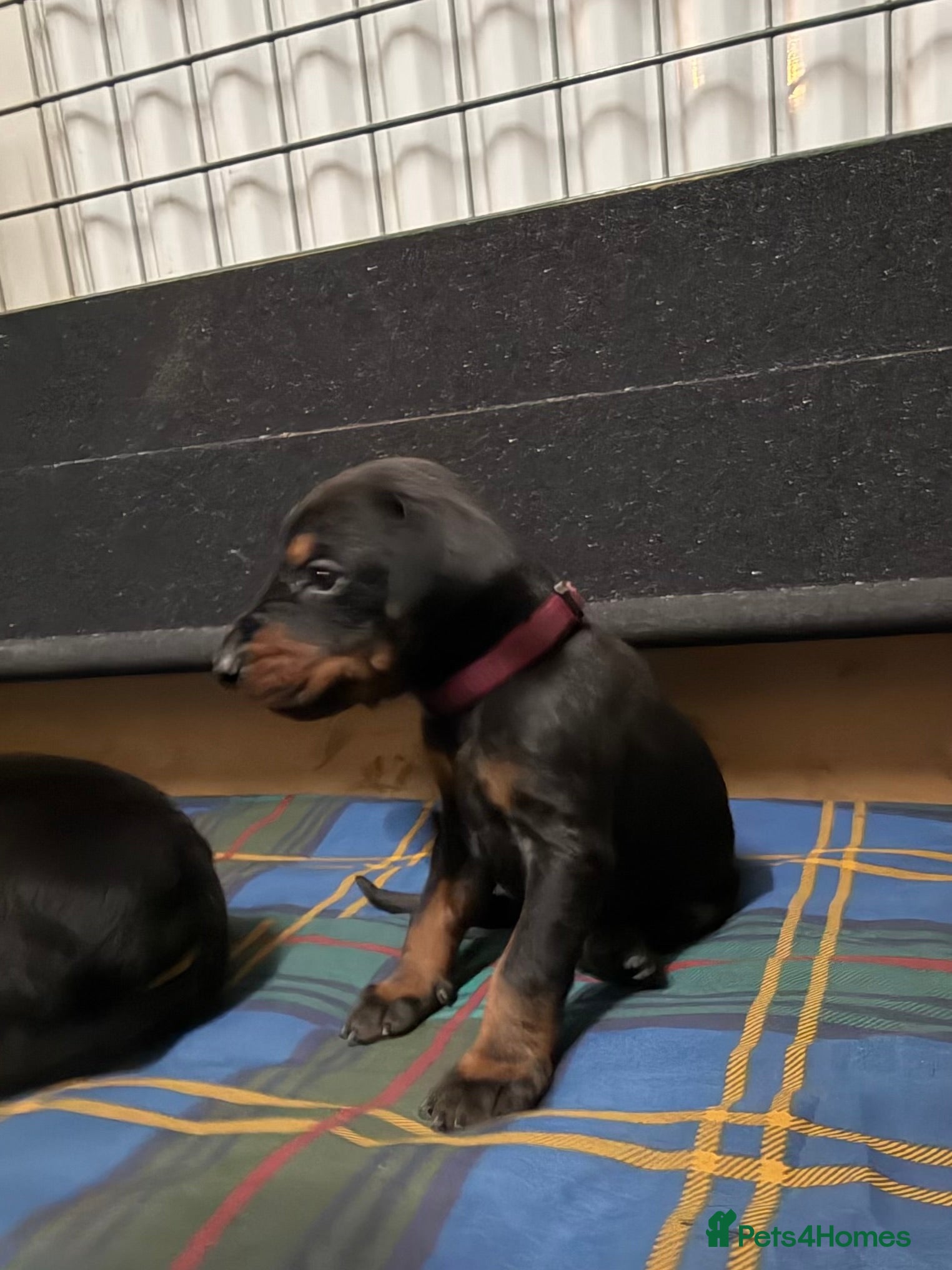 Dobermann dogs Gorgeous last female Black and Tan Dobermann pups. - Advert 6