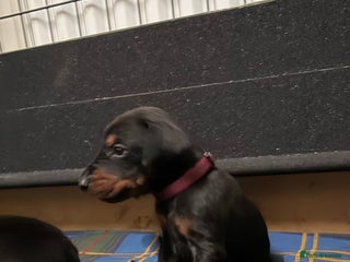 Dobermann dogs Gorgeous last female Black and Tan Dobermann pups. - Advert 5