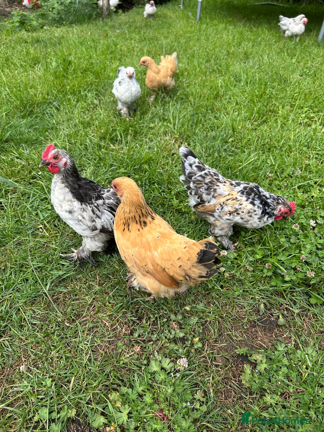 Chickens poultry for sale: Mixed breed sablepoot chickens  - Image 8