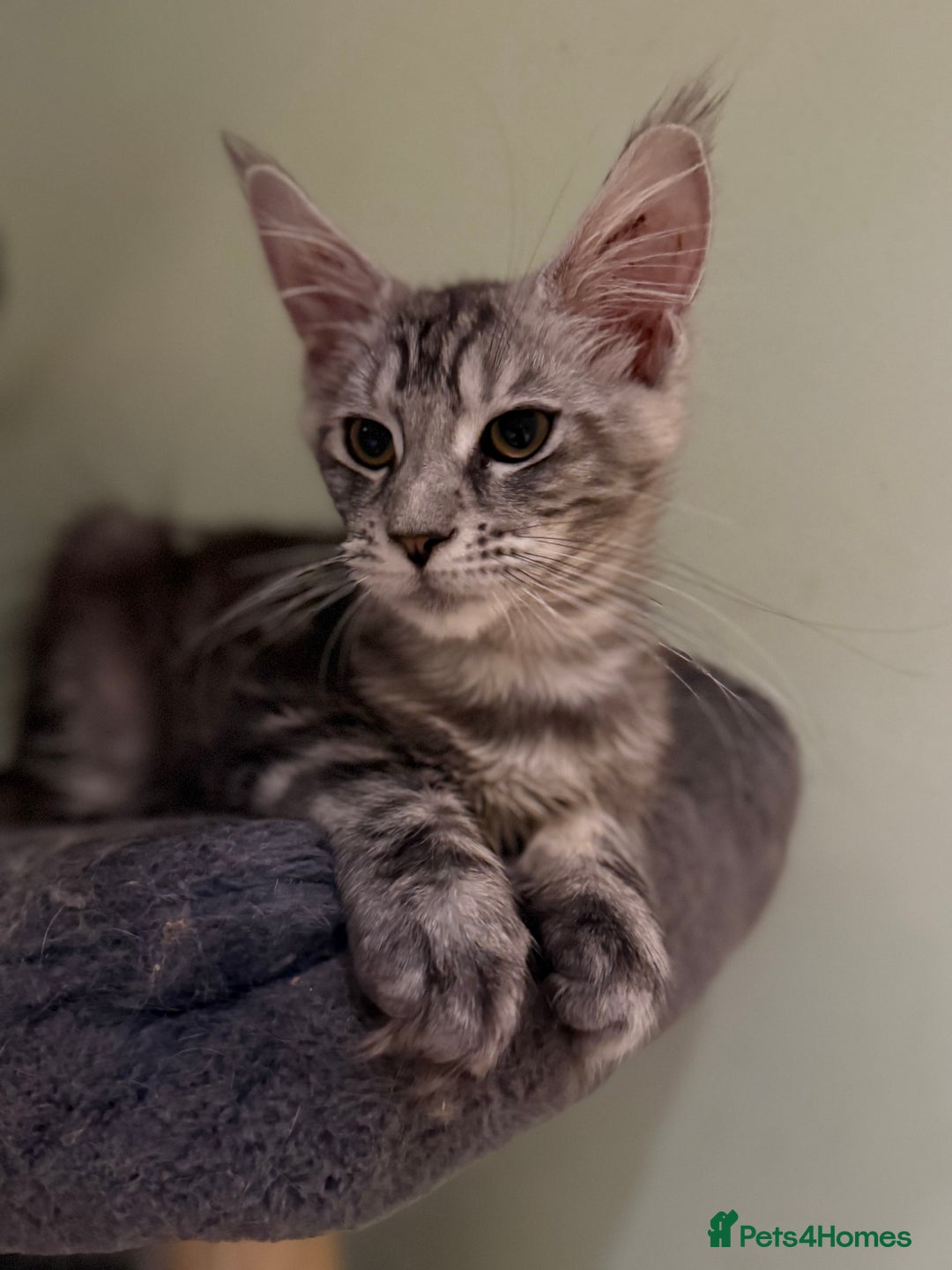 Maine Coon cats for sale: TICA registered kittens - Advert 5