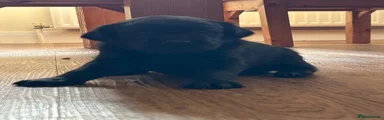 Labrador Retriever 2