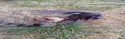 Mixed Breed cats for sale: 4 kittens to good hands  - Advert 6