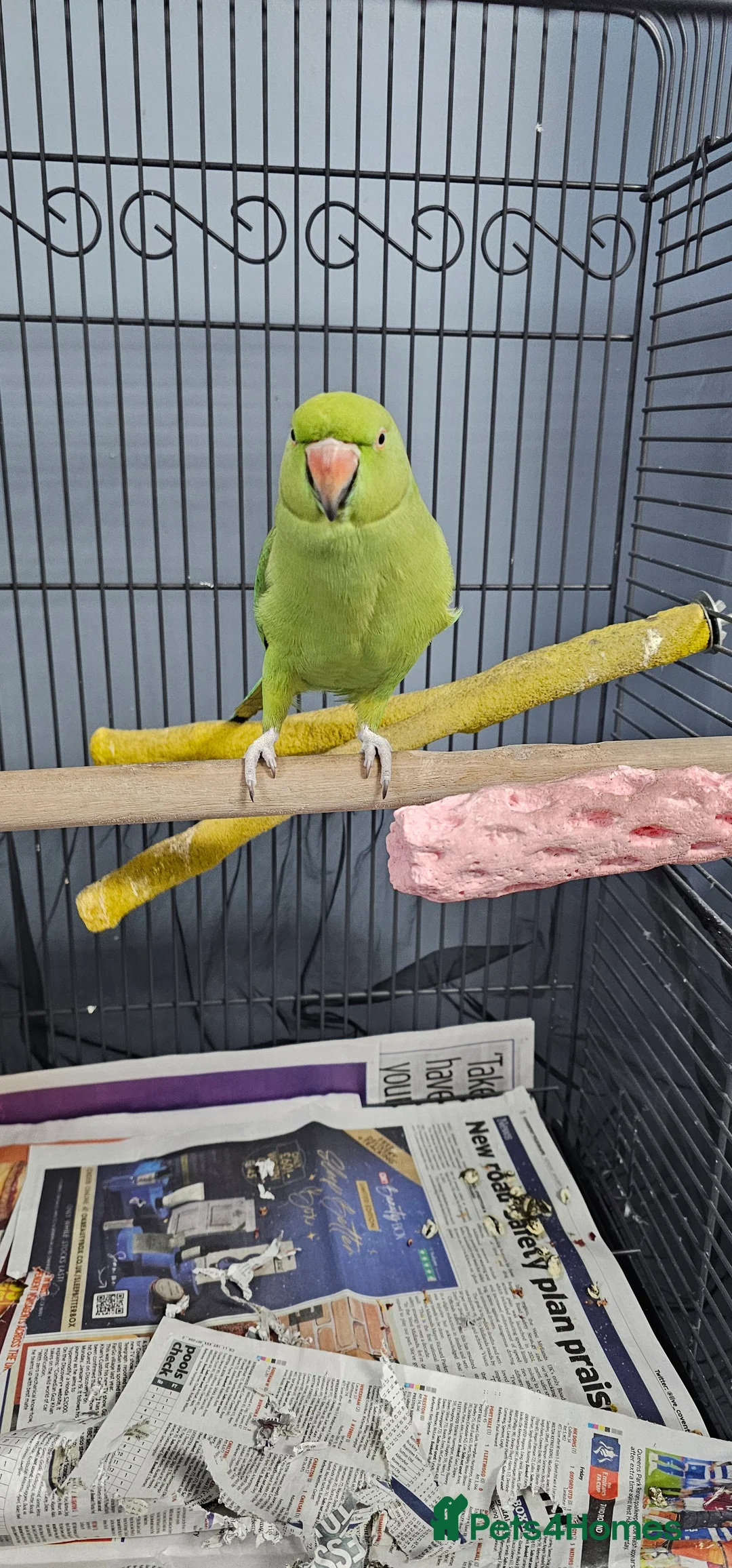 Ringnecks birds for sale: INDIAN RINGNECK  in Coventry - Advert 1