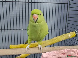 Ringnecks birds INDIAN RINGNECK - Advert 6