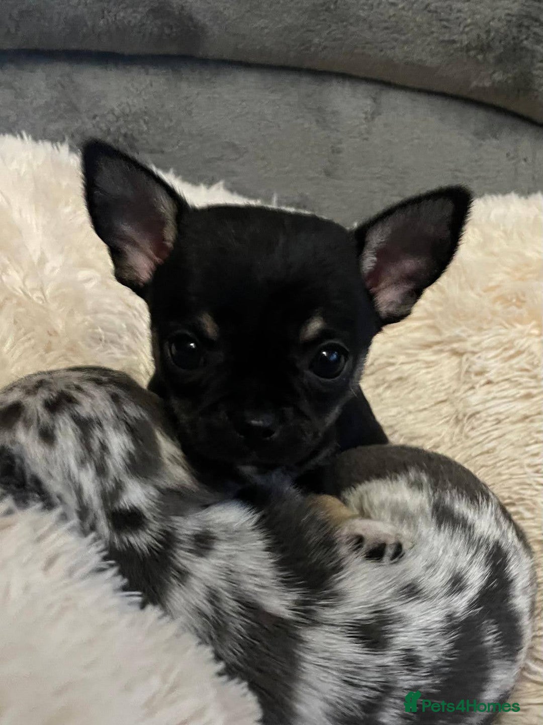 Mixed Breed dogs for sale: Chihuahua with a bit of French Bulldog puppies - Advert 8