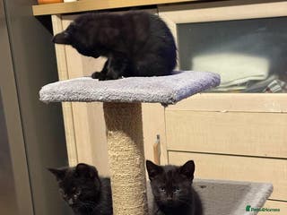 Mixed Breed cats Kittens - Advert 9