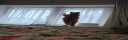 Mixed Breed cats for sale: Ginger Male Neutered - 2 years old in Birmingham - Advert 2