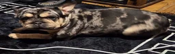 French Bulldog dogs for sale: French bulldog Rope nose  - Advert 9