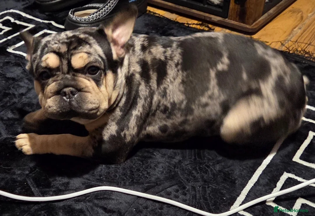 French Bulldog dogs for sale: French bulldog Rope nose  - Advert 9